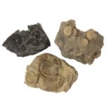 Three good ammonite cluster group