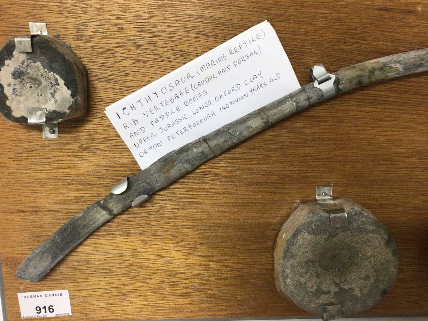 Icthyosaur specimen, comprising rib, vetebrae and paddle bones - Image 2 of 4