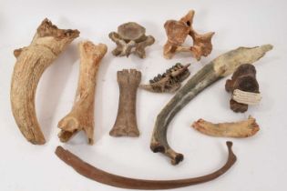 Ice age fossils, including cave bear jaw, others
