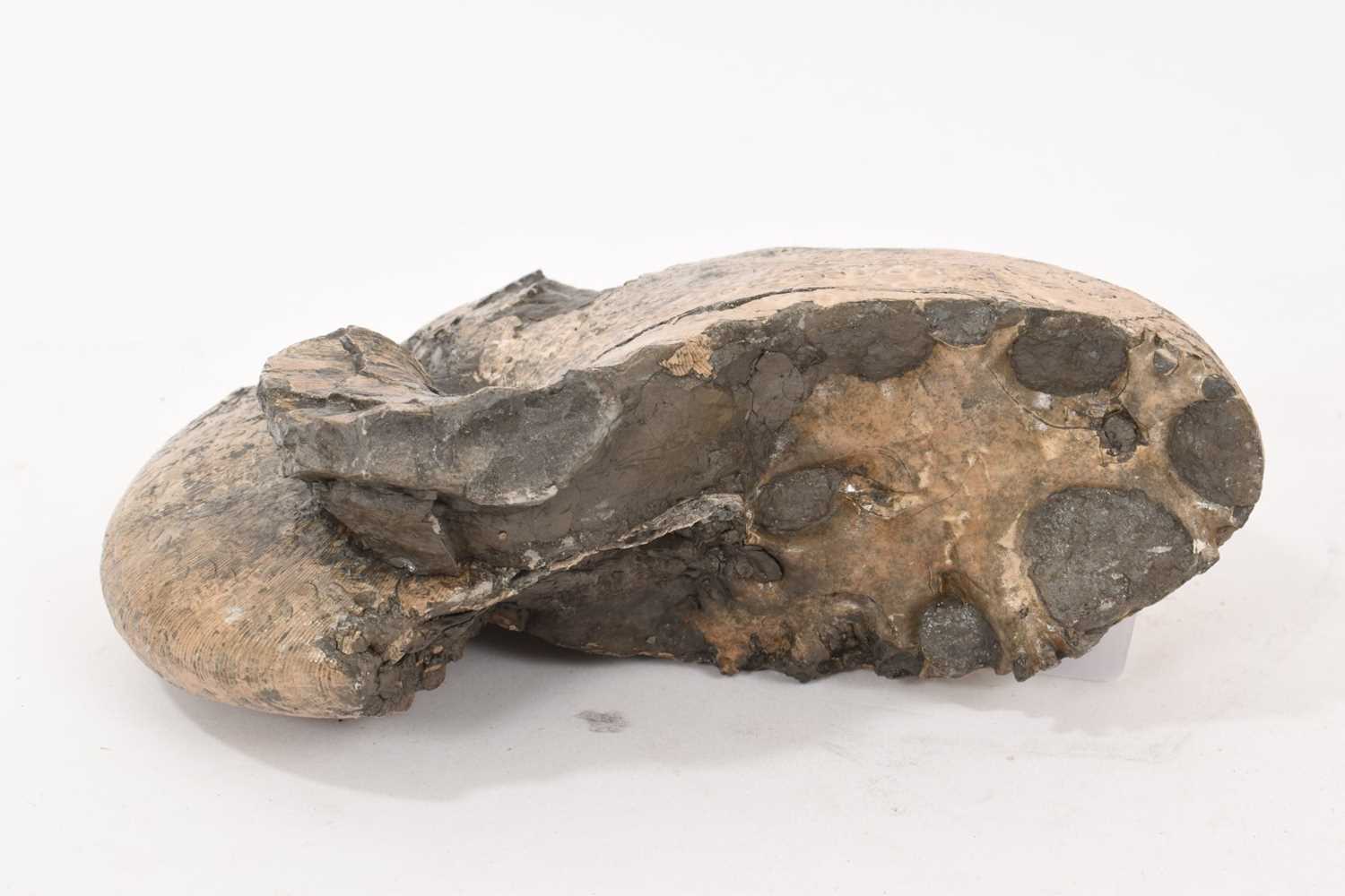 Good specimen ammonite - Tragophylloceras, 20cm wide - Image 2 of 2