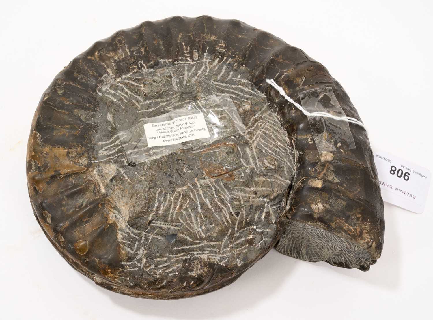 Fine specimen ammonite - Image 2 of 2