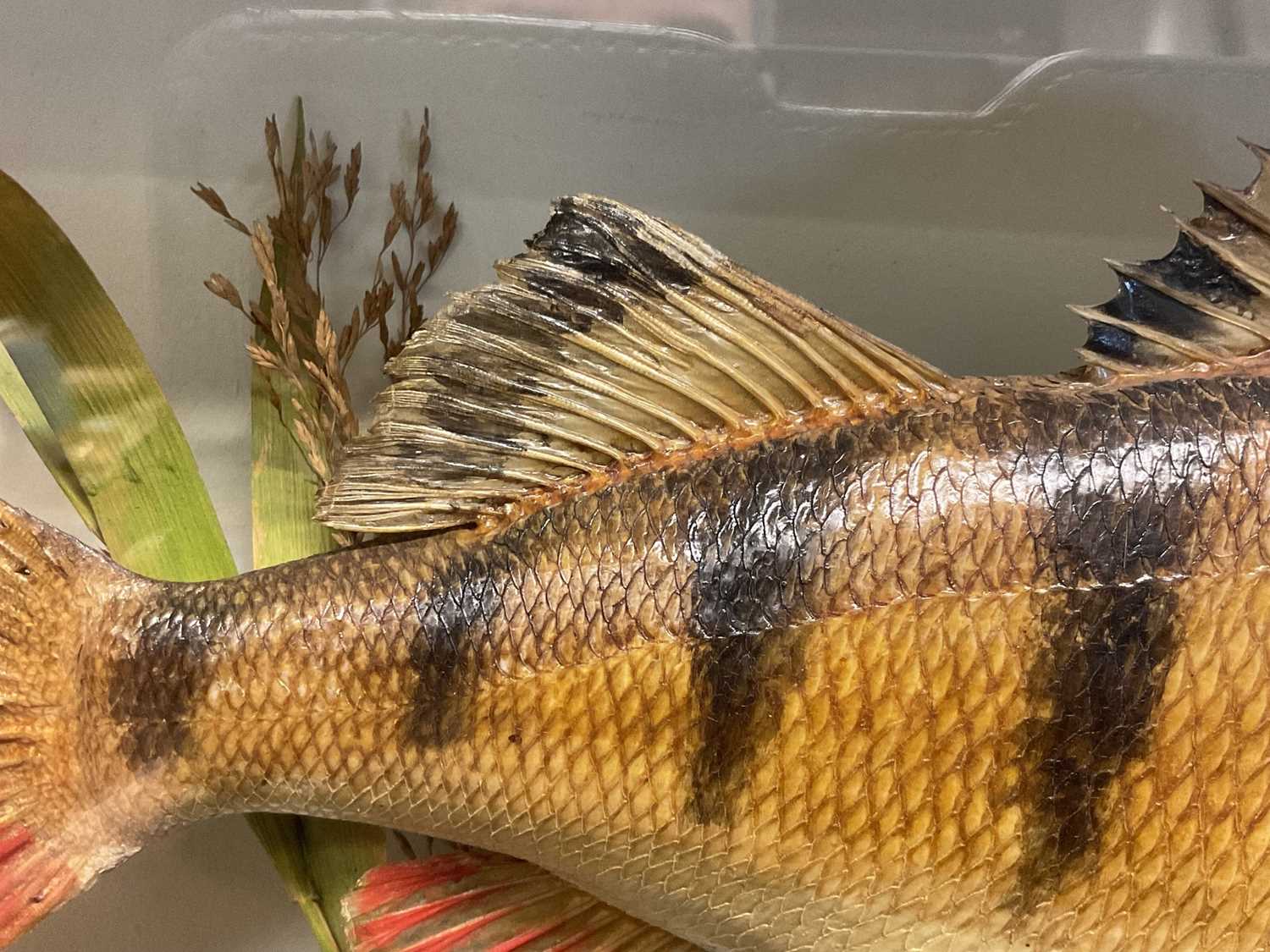 Vintage taxidermy Perch by Gunn of Norwich, specimen caught at Wroxham - Image 9 of 15