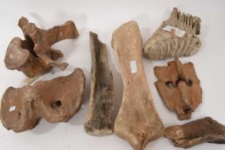 Ice age specimens including Tibia of a bison, Hippopotamus vertebra, with label stating from Thetfor