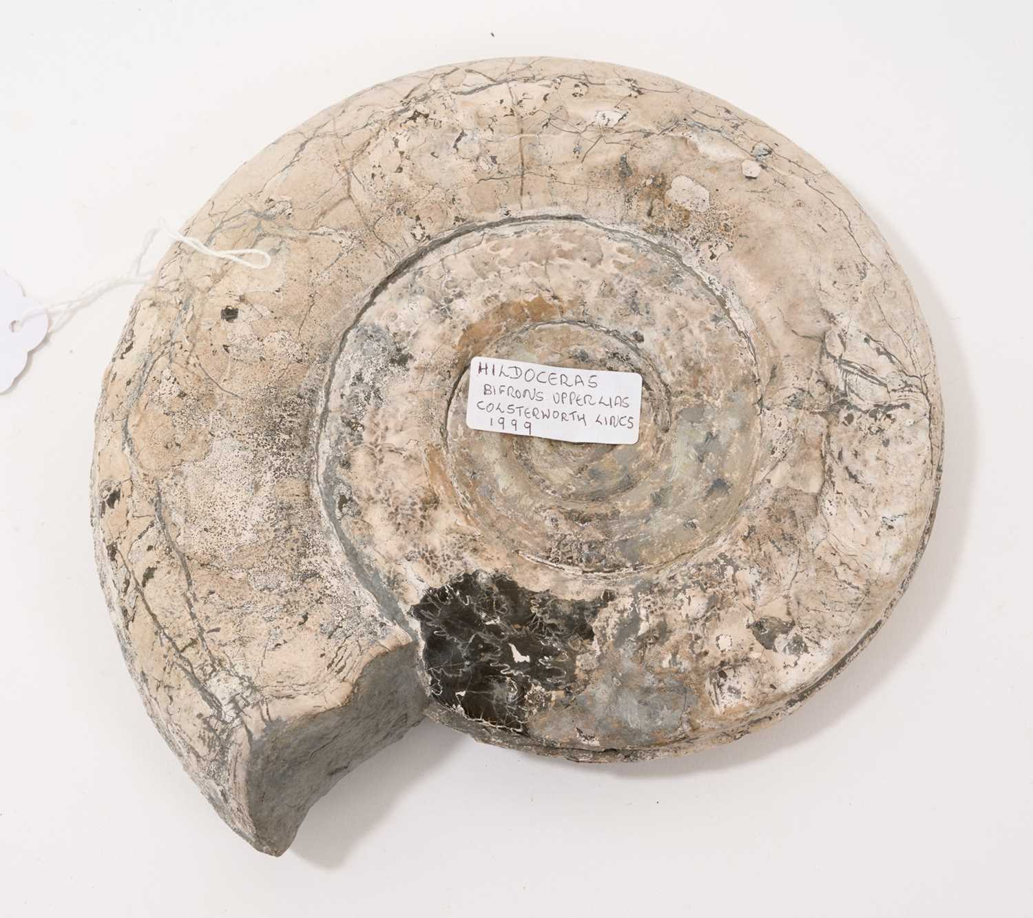 Large specimen ammonite - Hildoceras - Image 2 of 2