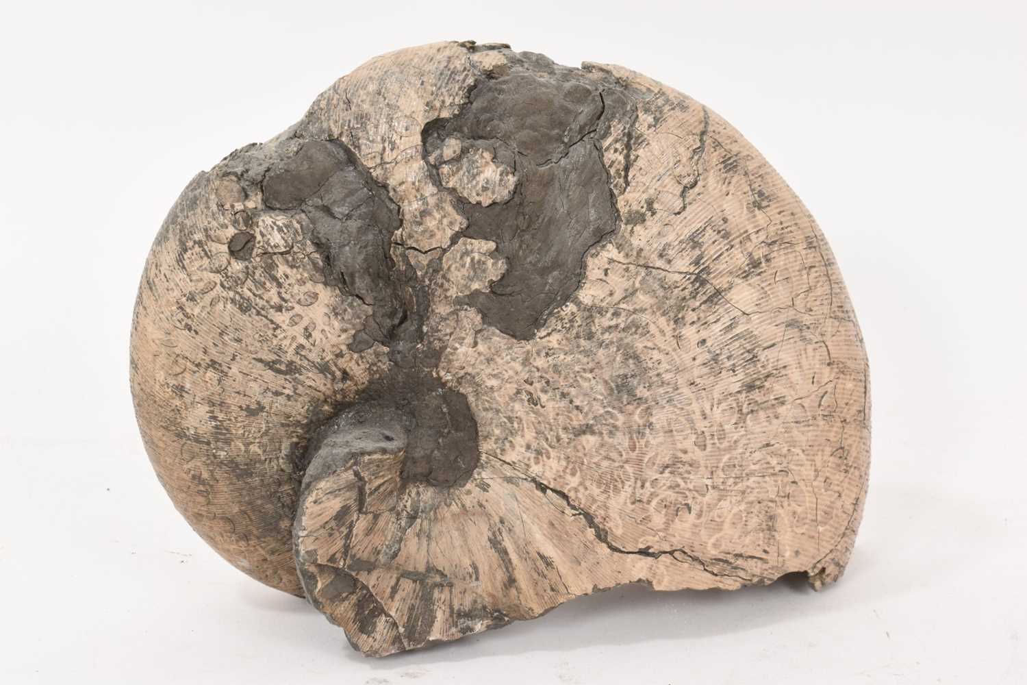 Good specimen ammonite - Tragophylloceras, 20cm wide