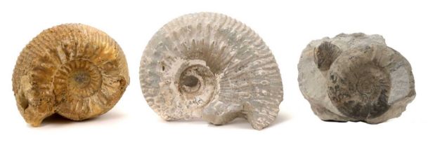 Three good specimen ammonite fossils, the largest 16cm wide