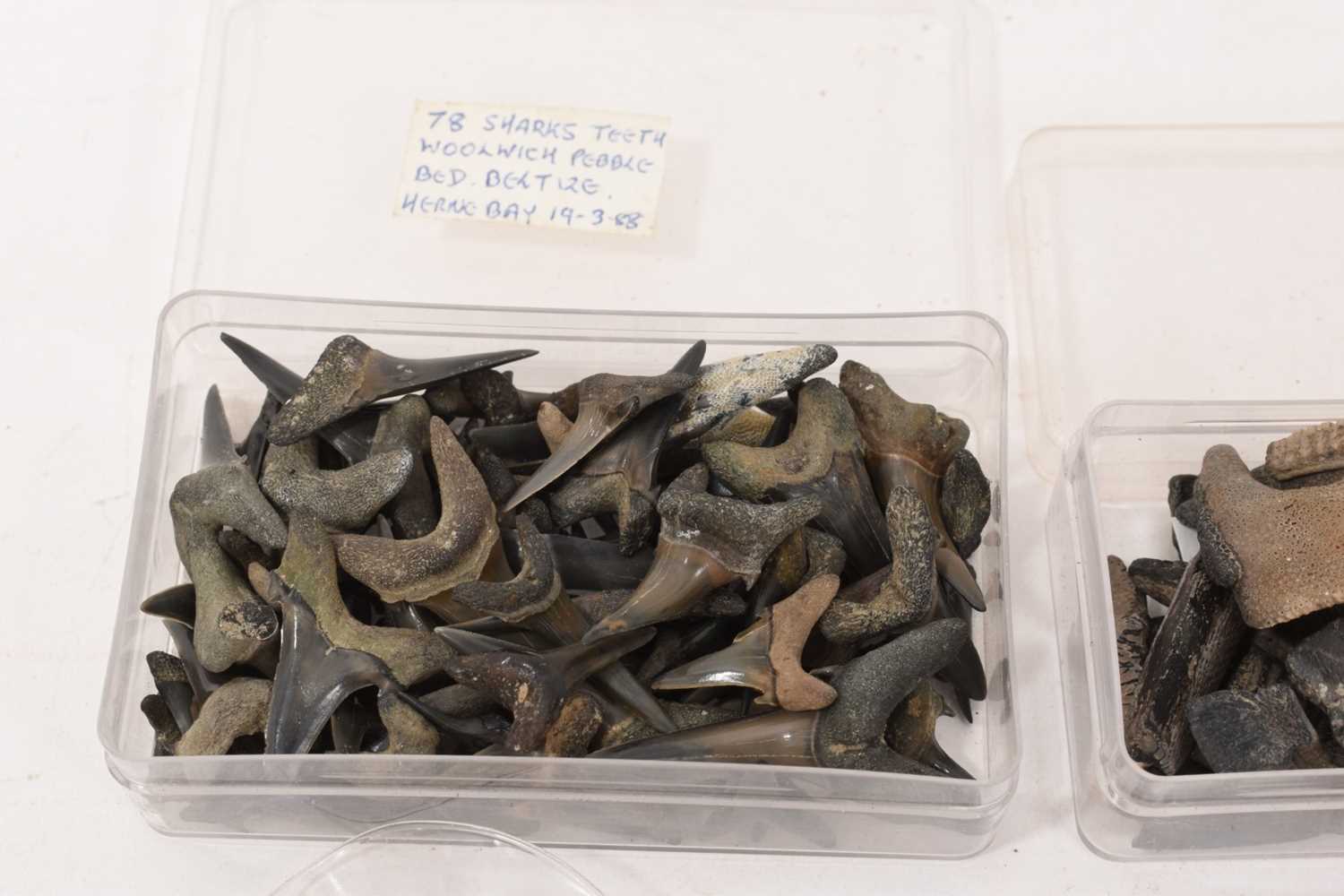 Very large quantity of fossil shark teeth and crinoids, and similar - Image 2 of 7