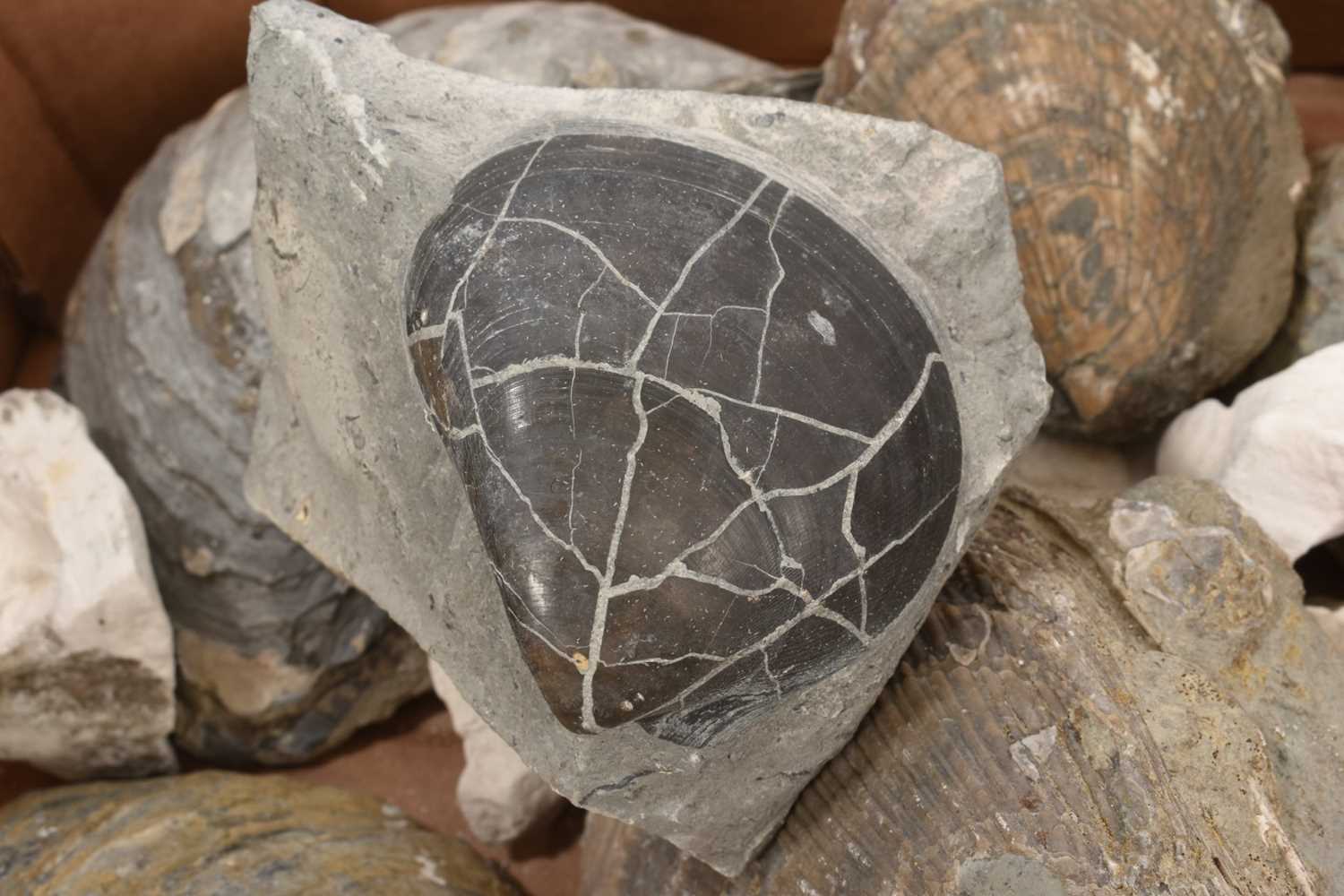 Fossil brain coral - Halysites catenularius - Image 6 of 7