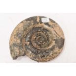 Good specimen ammonite - Hildoceras Bifrons