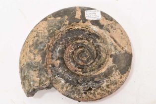 Good specimen ammonite - Hildoceras Bifrons