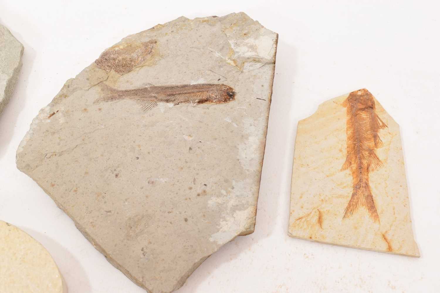 Specimen fossil fish - Image 3 of 8