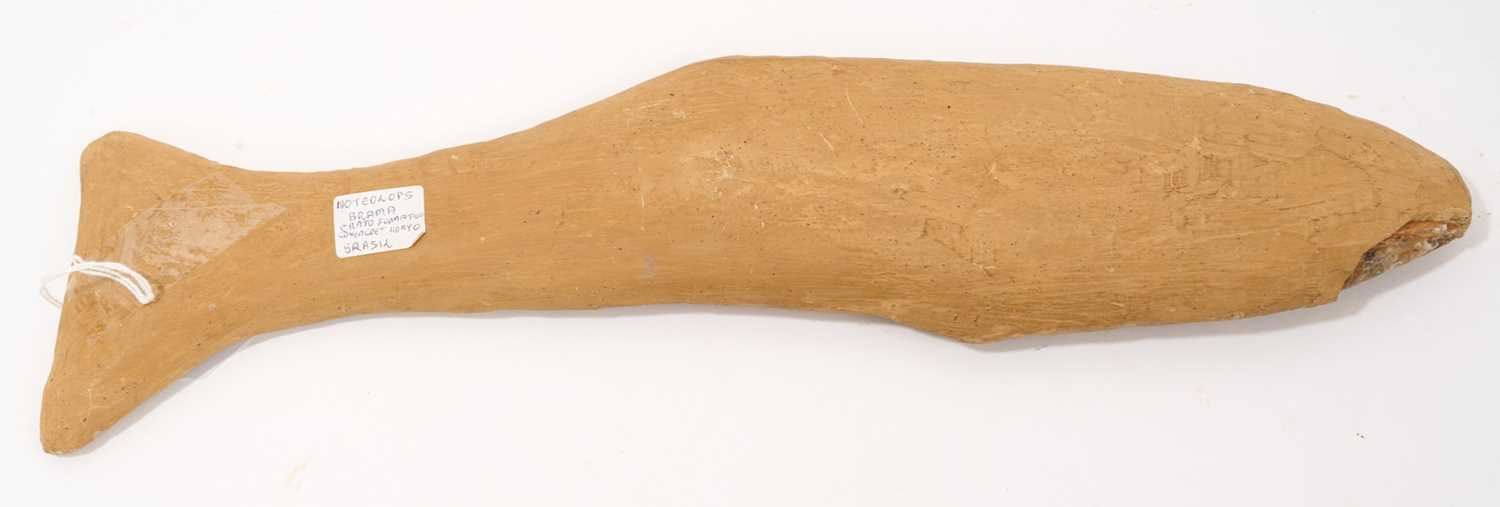 Fine specimen fossil fish - Noteolops Brama, Brazil, 38cm wide - Image 2 of 2