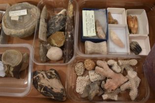 Collection of fossils including Hyena teeth, fish, coral, belemites etc