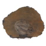 Good specimen trilobite - Ogygiocarella debuchii