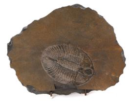 Good specimen trilobite - Ogygiocarella debuchii