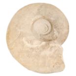 Very large specimen ammonite, approximately 40cm wide