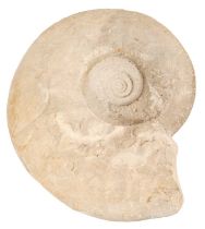 Very large specimen ammonite, approximately 40cm wide