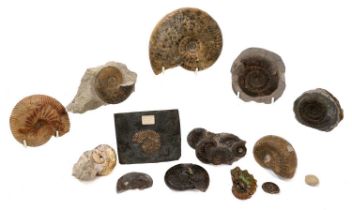 Good collection of specimen ammonites, U.K. Europe and Americas, the largest 13cm wide