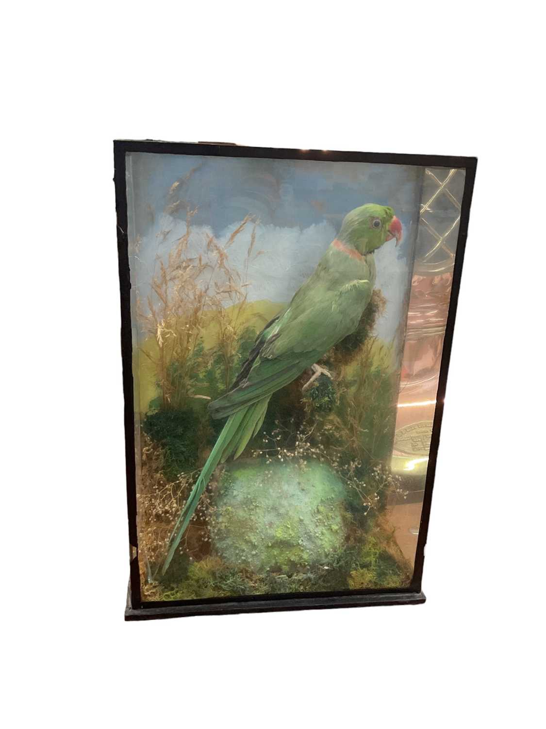 Preserved parakeet in glazed case by ‘A. Laurence, Taxidermist, Trinity St. Halstead’