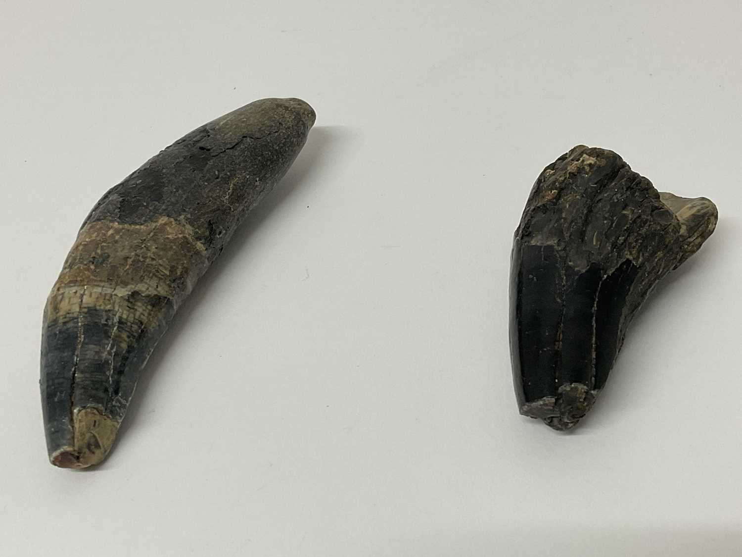 Two rare teeth from the Eurasian Cave Lion, found on the North Sea bed, dating from the Pleistocene - Bild 2 aus 2