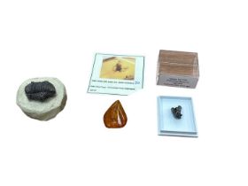 Preserved bug in amber, meteor fragment and fossilised trilobite (3)
