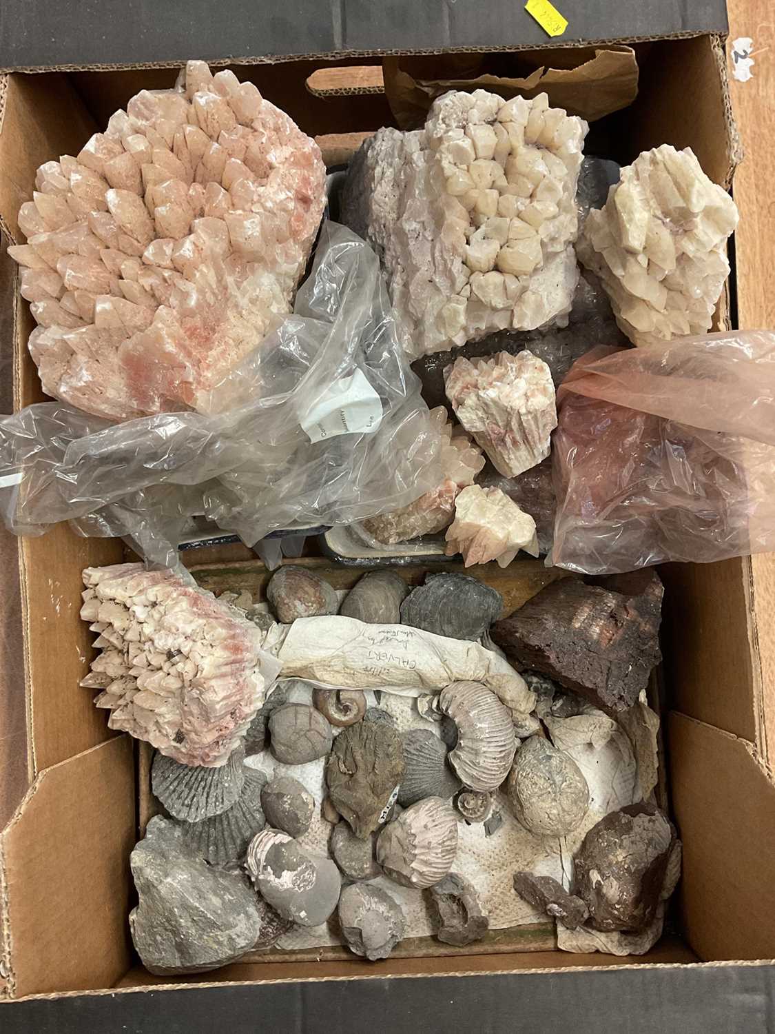 Box of fossils and specimens