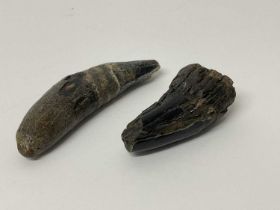 Two rare teeth from the Eurasian Cave Lion, found on the North Sea bed, dating from the Pleistocene