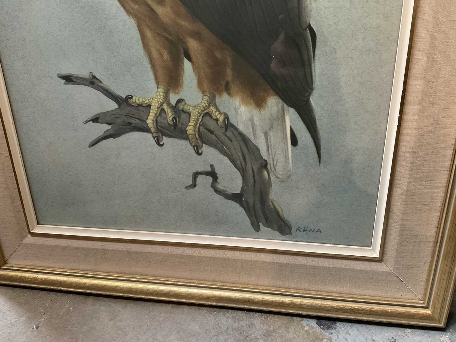 Charles Clifford Turner, watercolour - Otters and a watercolour of a bald eagle, by Rena - Image 2 of 5