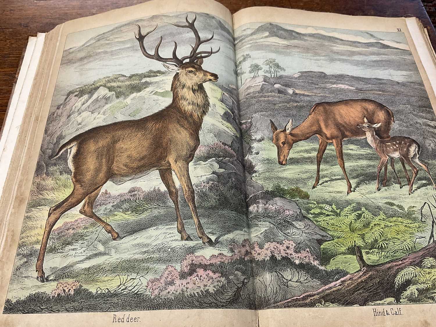 Victorian book of hand coloured engravings - The Instructive Picture book, together with a series of - Image 11 of 11