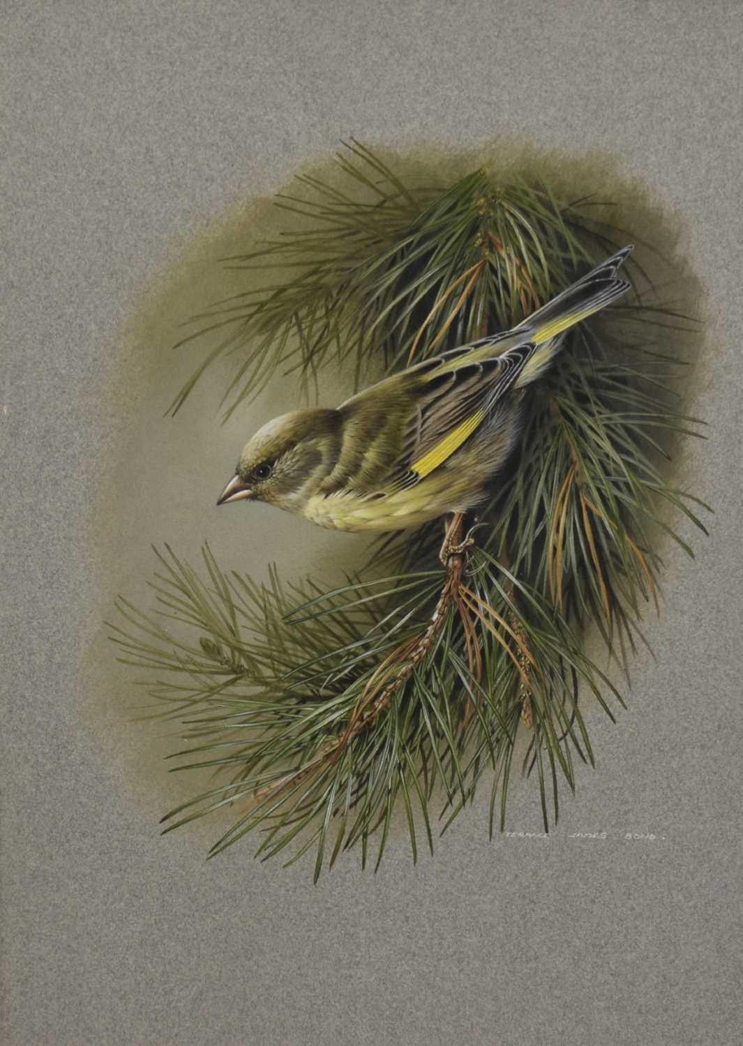 Terence James Bond (1946-2023) watercolour - Greenfinch on a Branch, signed, 35cm x 25cm, in glazed