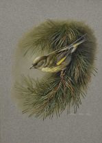 Terence James Bond (1946-2023) watercolour - Greenfinch on a Branch, signed, 35cm x 25cm, in glazed