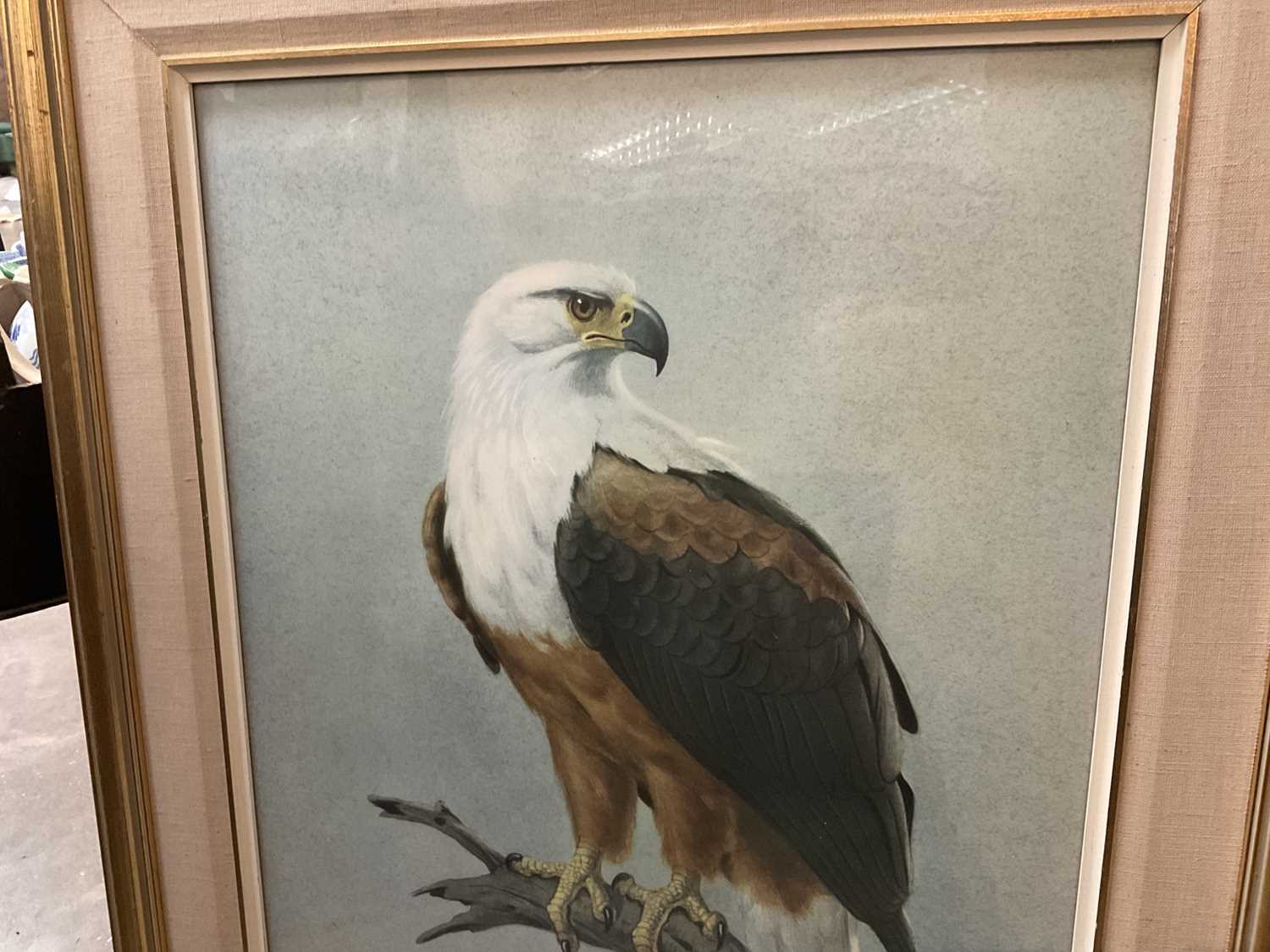 Charles Clifford Turner, watercolour - Otters and a watercolour of a bald eagle, by Rena - Image 3 of 5