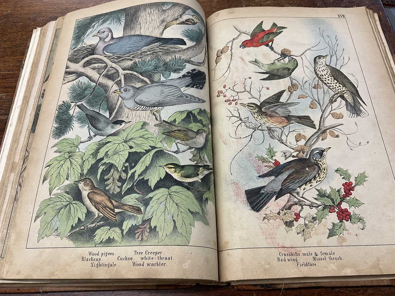 Victorian book of hand coloured engravings - The Instructive Picture book, together with a series of - Image 10 of 11