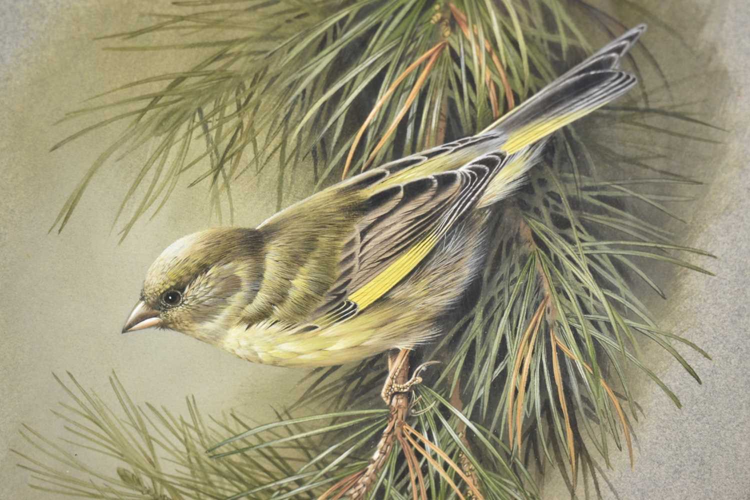 Terence James Bond (1946-2023) watercolour - Greenfinch on a Branch, signed, 35cm x 25cm, in glazed - Image 4 of 6