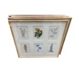 Collection of botanical prints in six glazed frames.