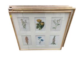 Collection of botanical prints in six glazed frames.
