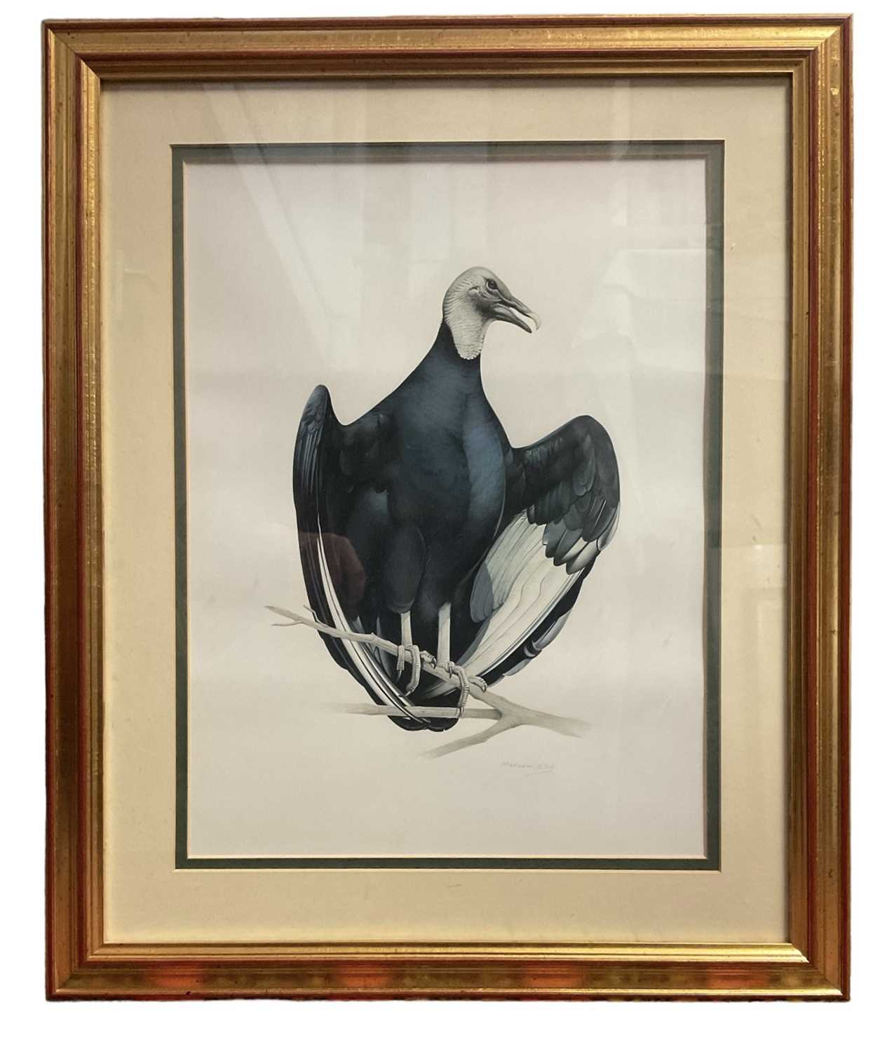 Malcolm Ellis (contemporary) watercolour - Vulture, signed, 40 x 30cm, glazed frame