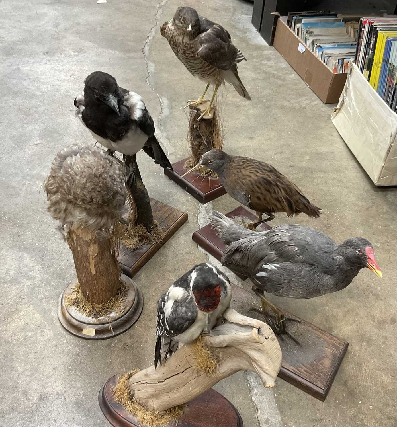 Group of taxidermy including little owl, magpie, sparrowhawk, others. (6) - Image 3 of 7