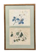 Two Victorian watercolours of flowers framed together