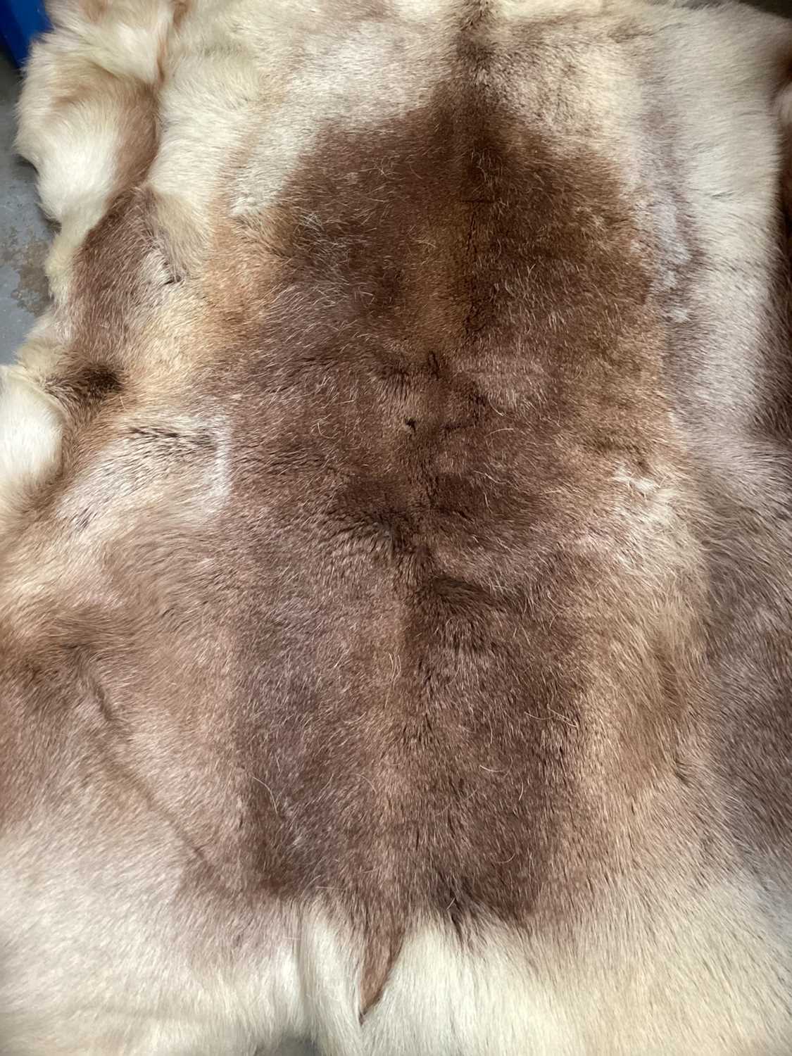 Reindeer hide - Image 2 of 3