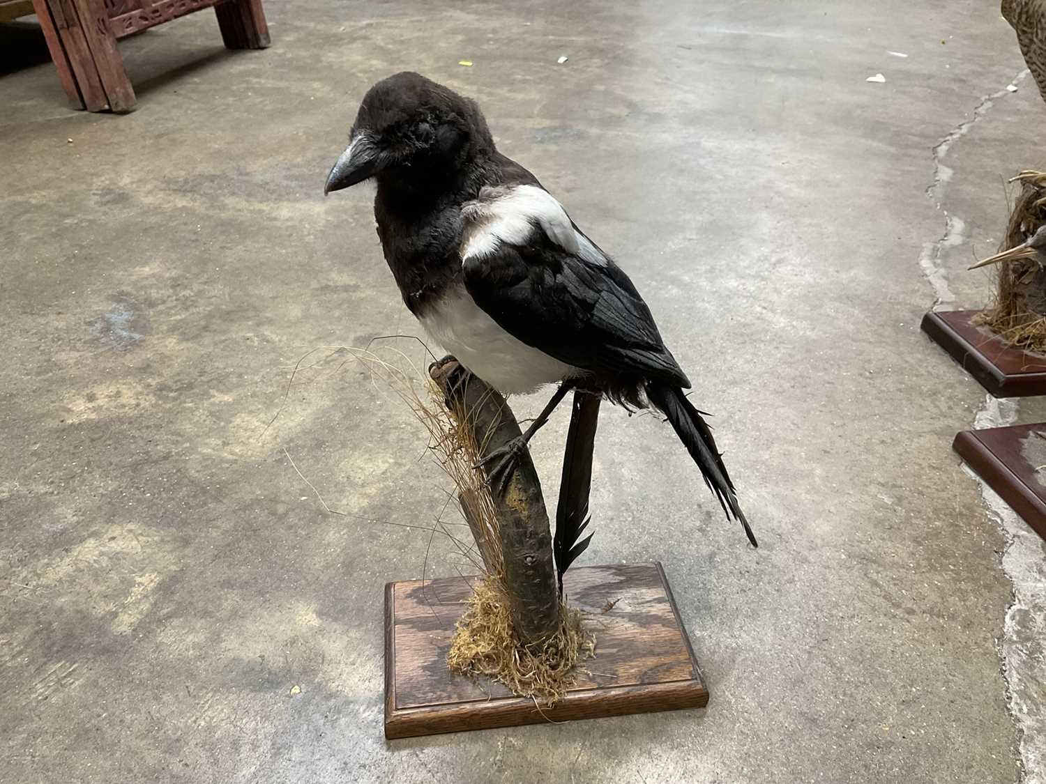 Group of taxidermy including little owl, magpie, sparrowhawk, others. (6) - Image 6 of 7