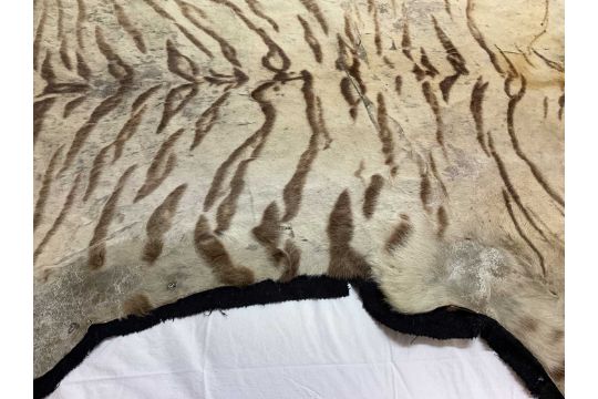 Early 20th century tiger skin on black backing, probably by Van Ingen, nose to tail 260cm x paw to p - Image 22 of 26