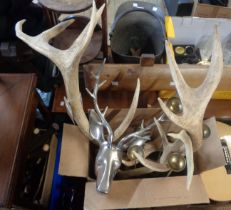 A box containing a quantity of stag horns comprising a large pair, a smaller example, modern metal