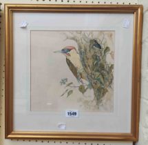 Tony Cook: a gilt framed watercolour, depicting a woodpecker - signed