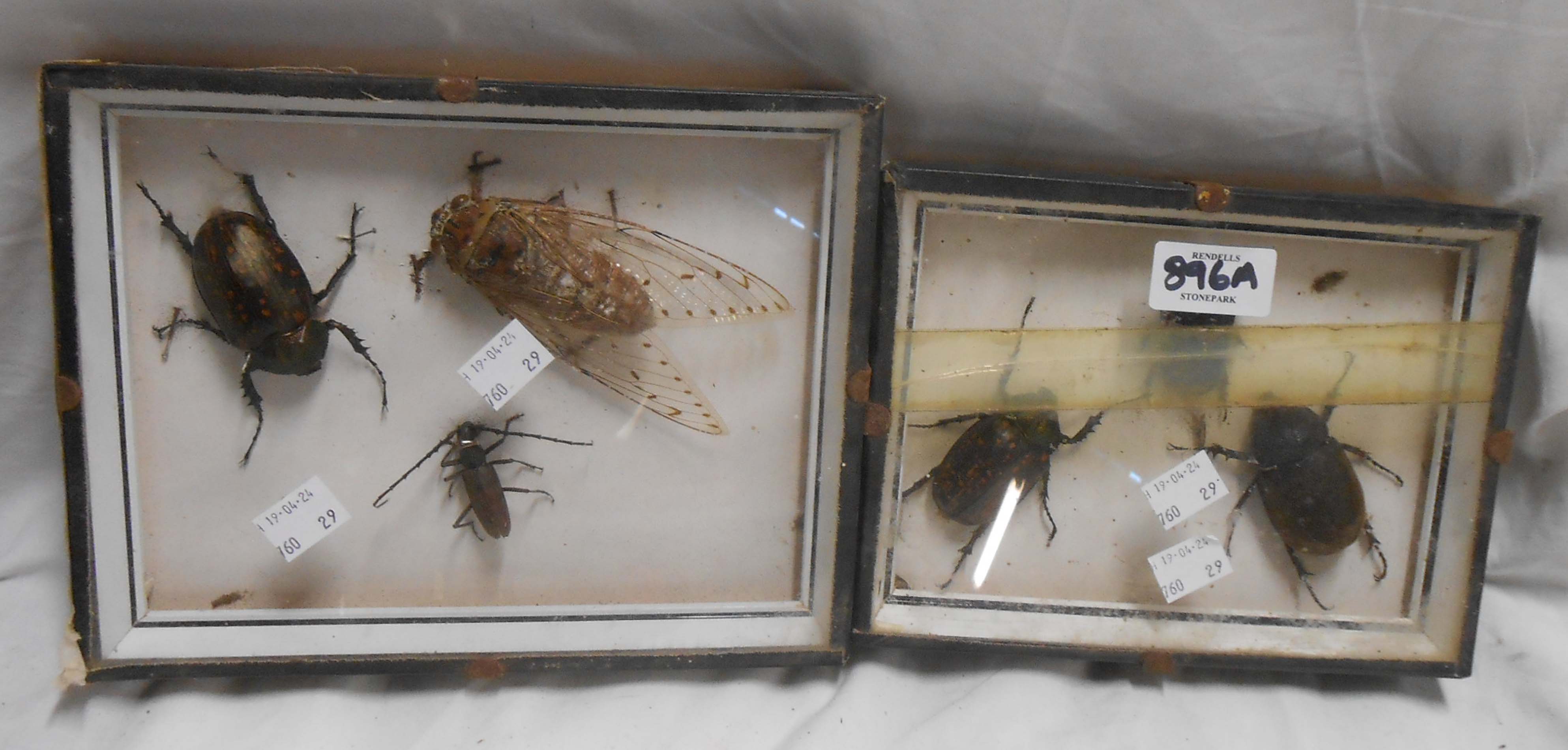 Two box framed displays of beetles including a cicada, etc.