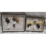 Two box framed displays of beetles including a cicada, etc.