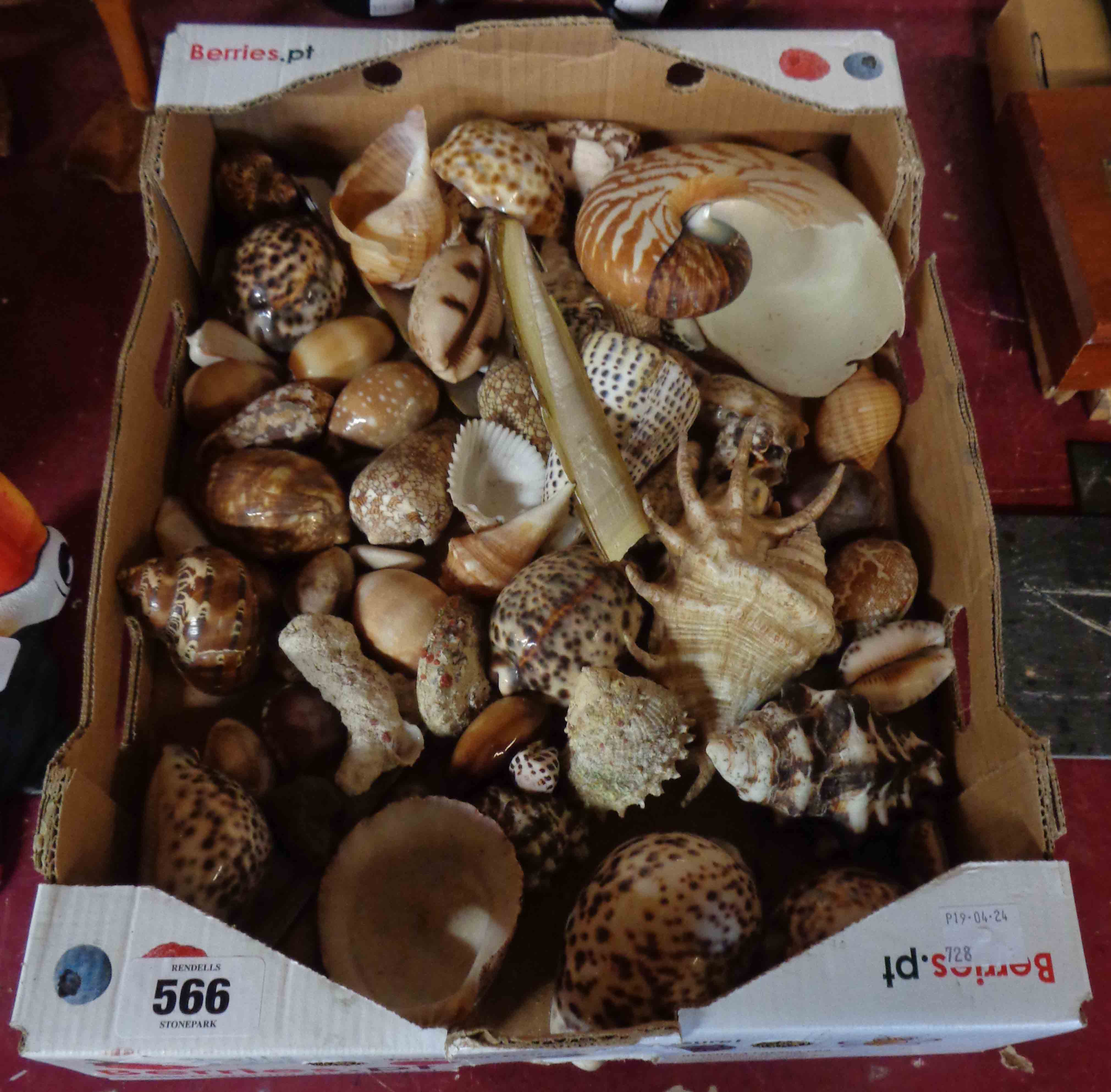 A box containing a large quantity of various shells