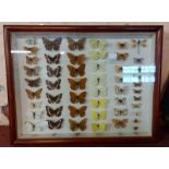 A box framed display of British butterflies - a/f