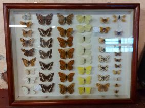 A box framed display of British butterflies - a/f