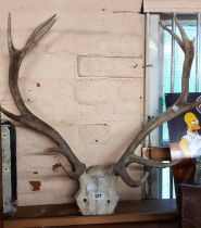 A set of stag antlers attached to skull cap